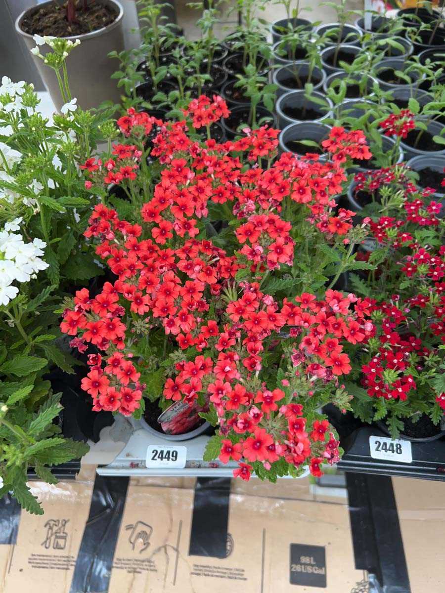 Lot 2449 - Tray containing 6 Orange Mango Showboat verbena