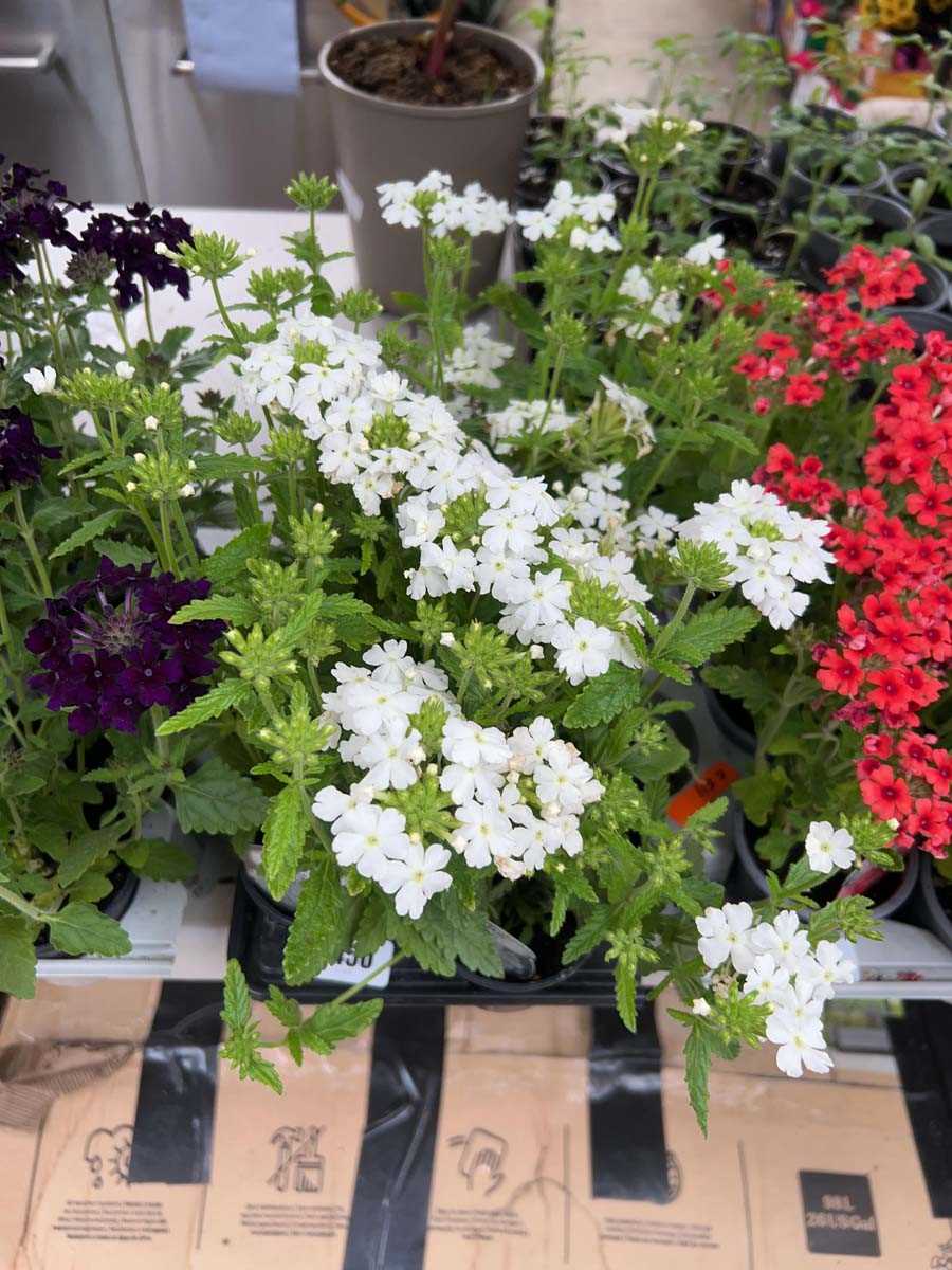 Lot 2450 - Tray of 6 potted White Showboat verbena