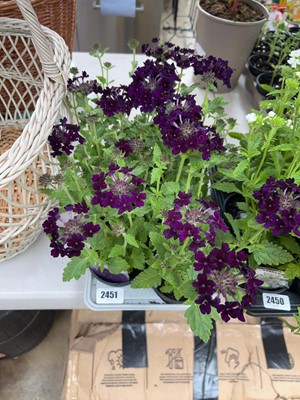Lot Tray containing 6 Midnight Showboat verbena