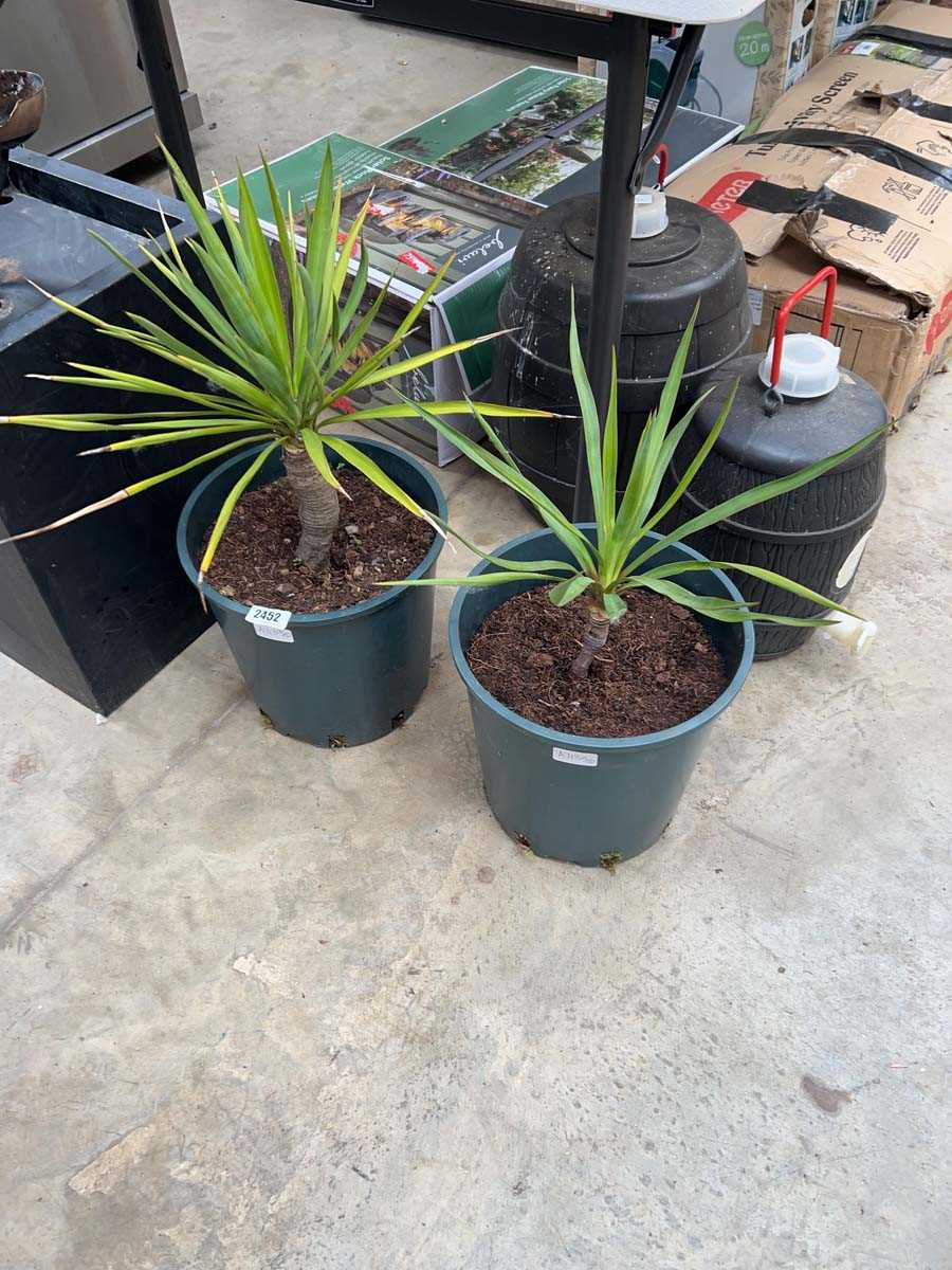 Lot 2452 - Pair of potted yuccas