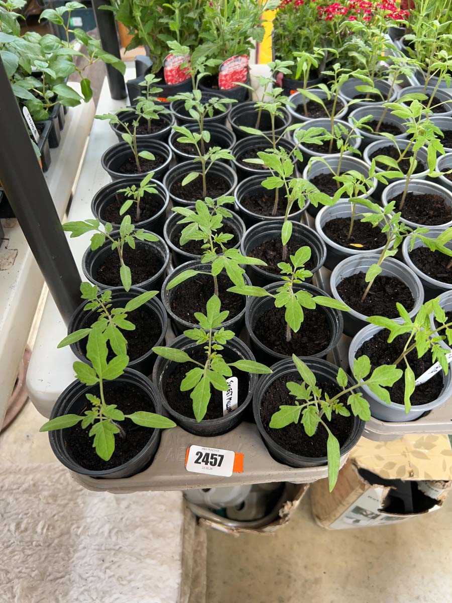 Lot 2457 - Tray containing 18 Sweet Million tomato plants