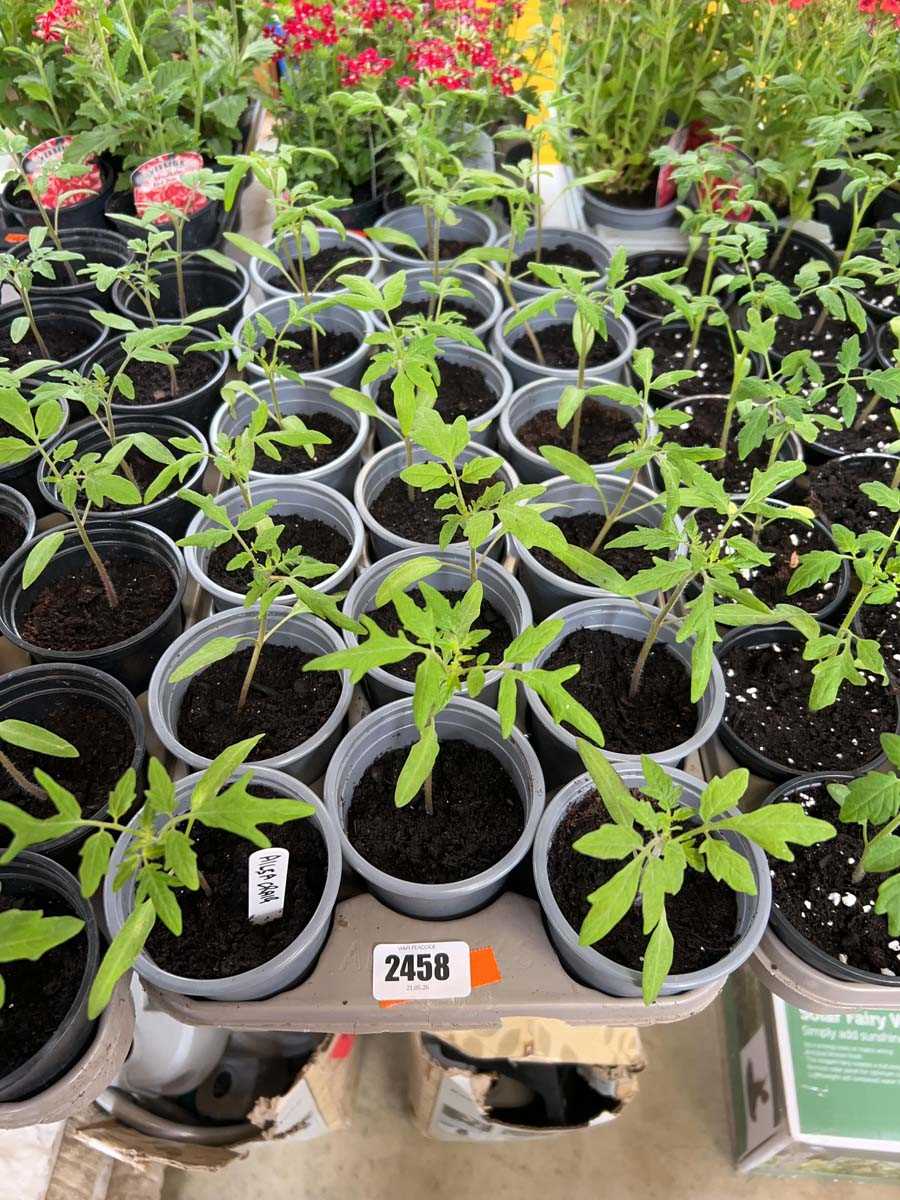 Lot 2458 - Tray containing 18 Ailsa Craig tomato plants