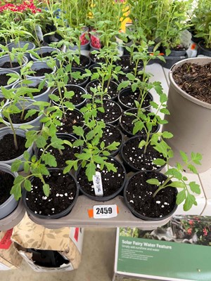 Lot Tray containing 18 Garden Pearl tomato plants