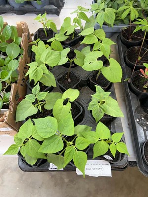 Lot Tray of 15 yellow bush variety French beans