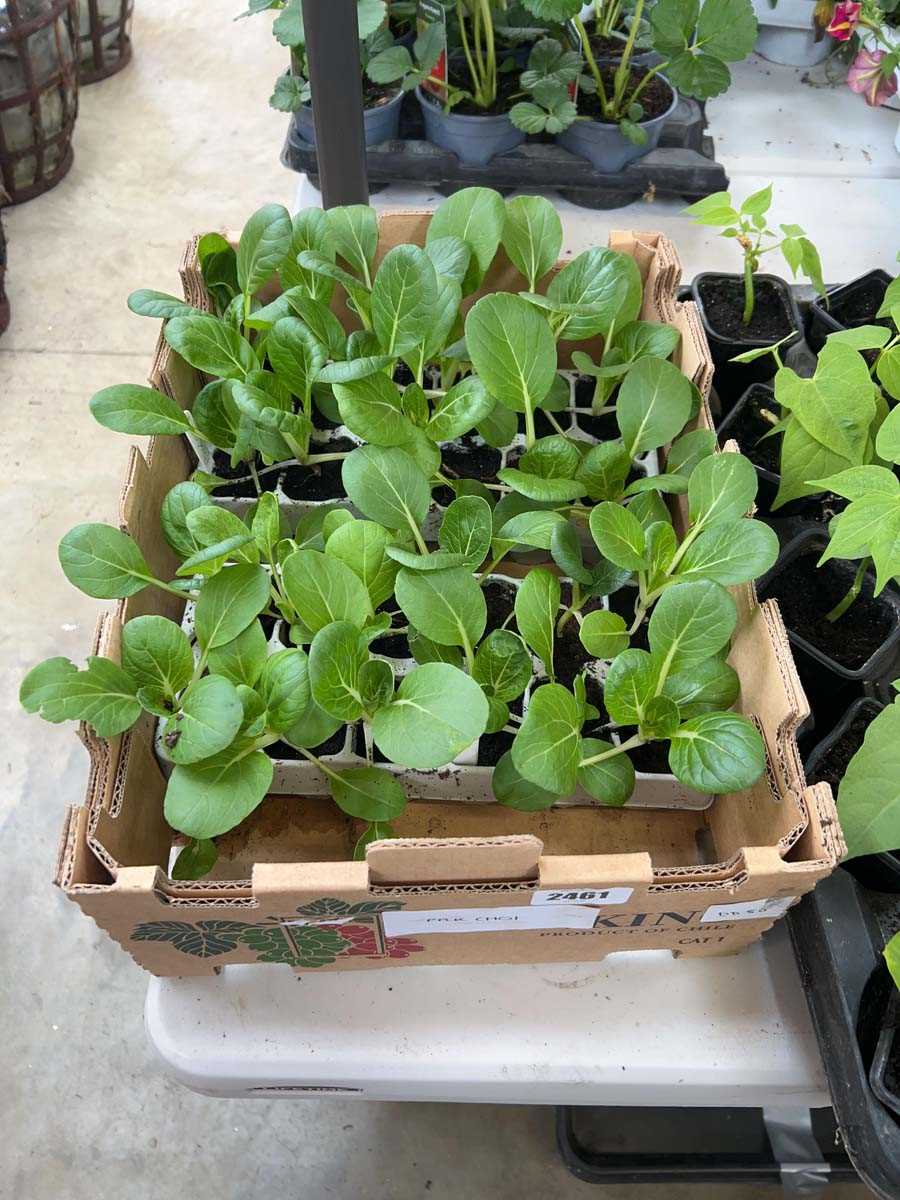Lot 2461 - Tray of pak choi