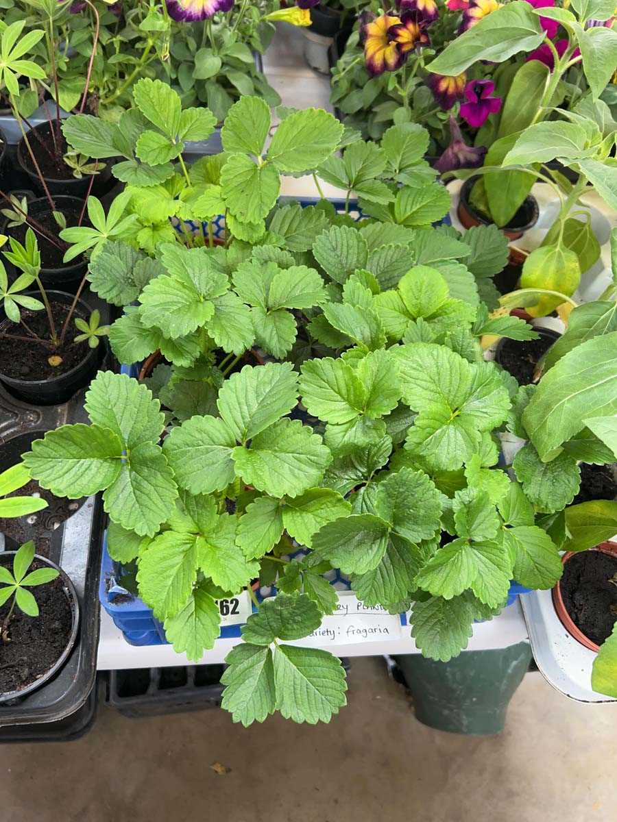 Lot 2462 - Tray of 6 large Fargaria strawberry plants