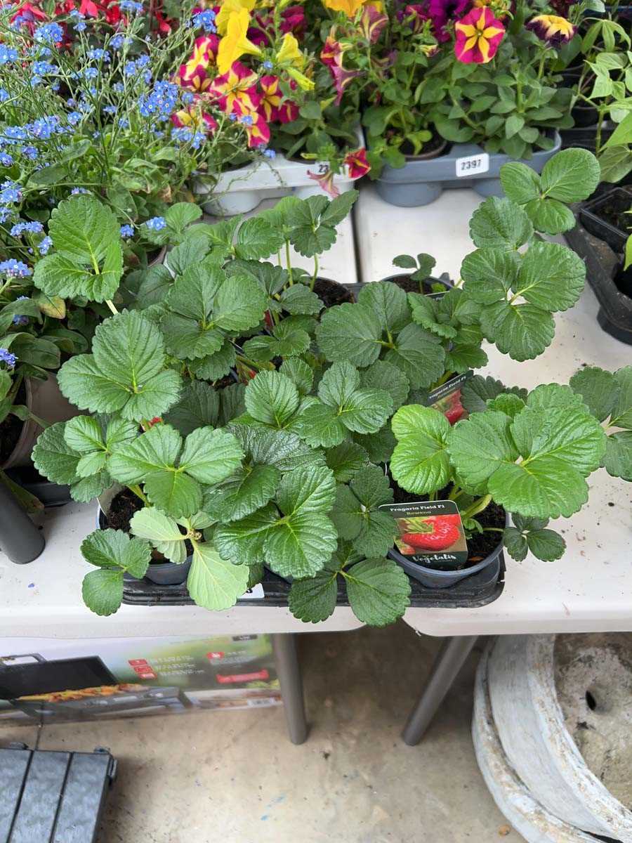 Lot 2463 - Tray of 9 Rowena strawberry plants