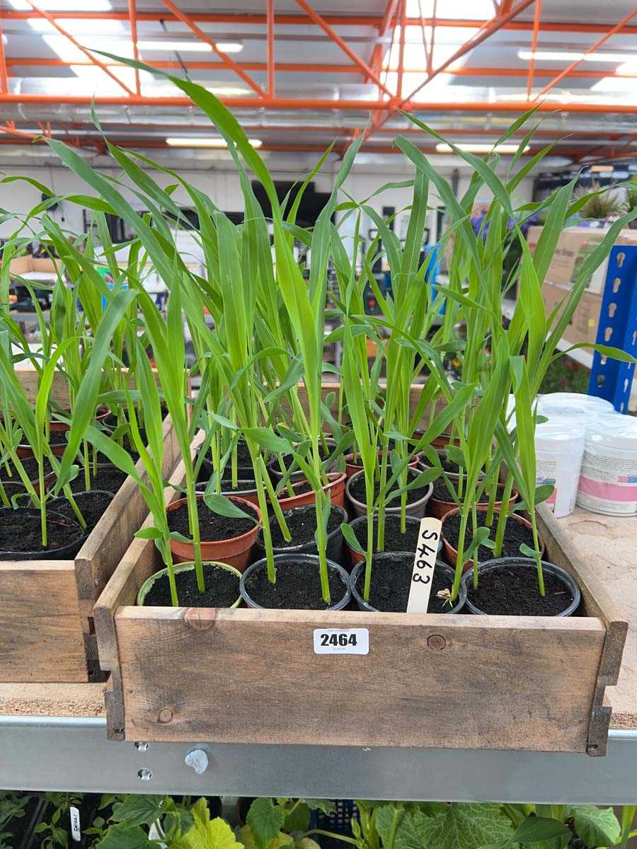 Lot 2464 - Approx. 20 Sweetcorn plants