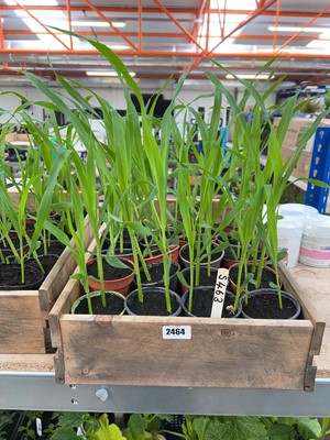 Lot Approx. 20 Sweetcorn plants