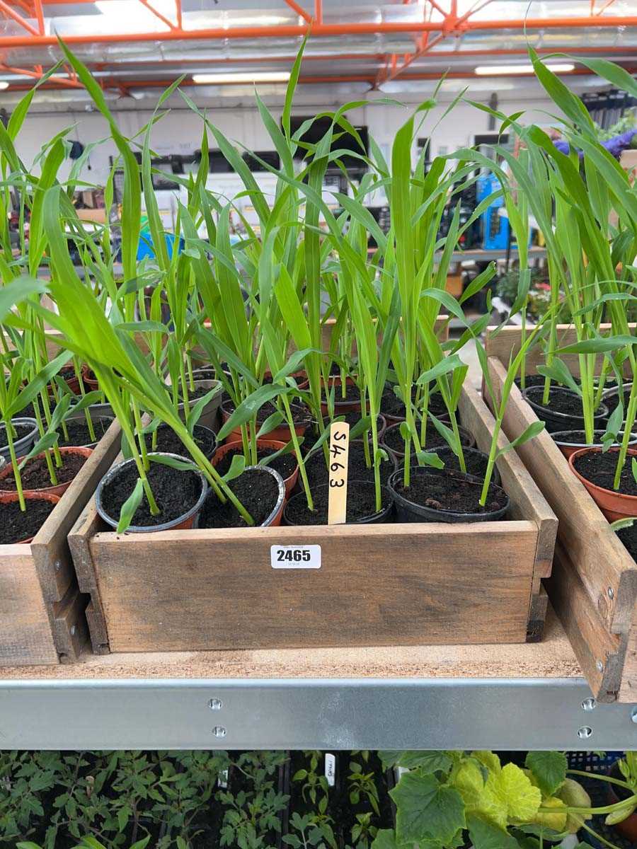 Lot 2465 - Approx. 20 Sweetcorn plants