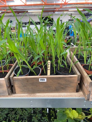Lot Approx. 20 Sweetcorn plants