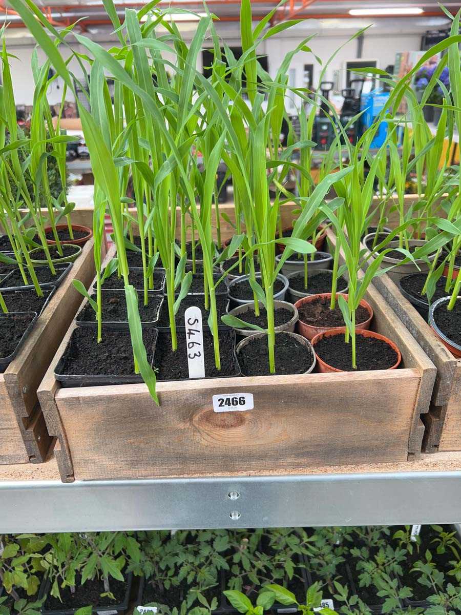 Lot 2466 - Approx. 20 Sweetcorn plants