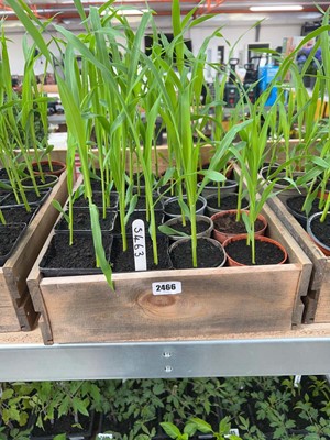 Lot Approx. 20 Sweetcorn plants