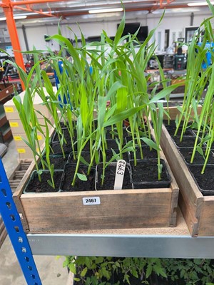 Lot Approx. 20 Sweetcorn plants