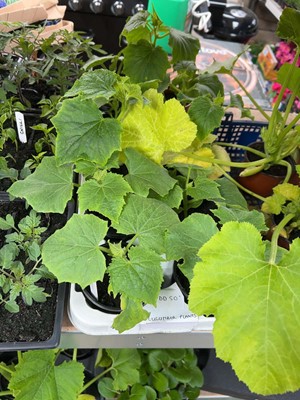 Lot Tray of 10 cucumber plants