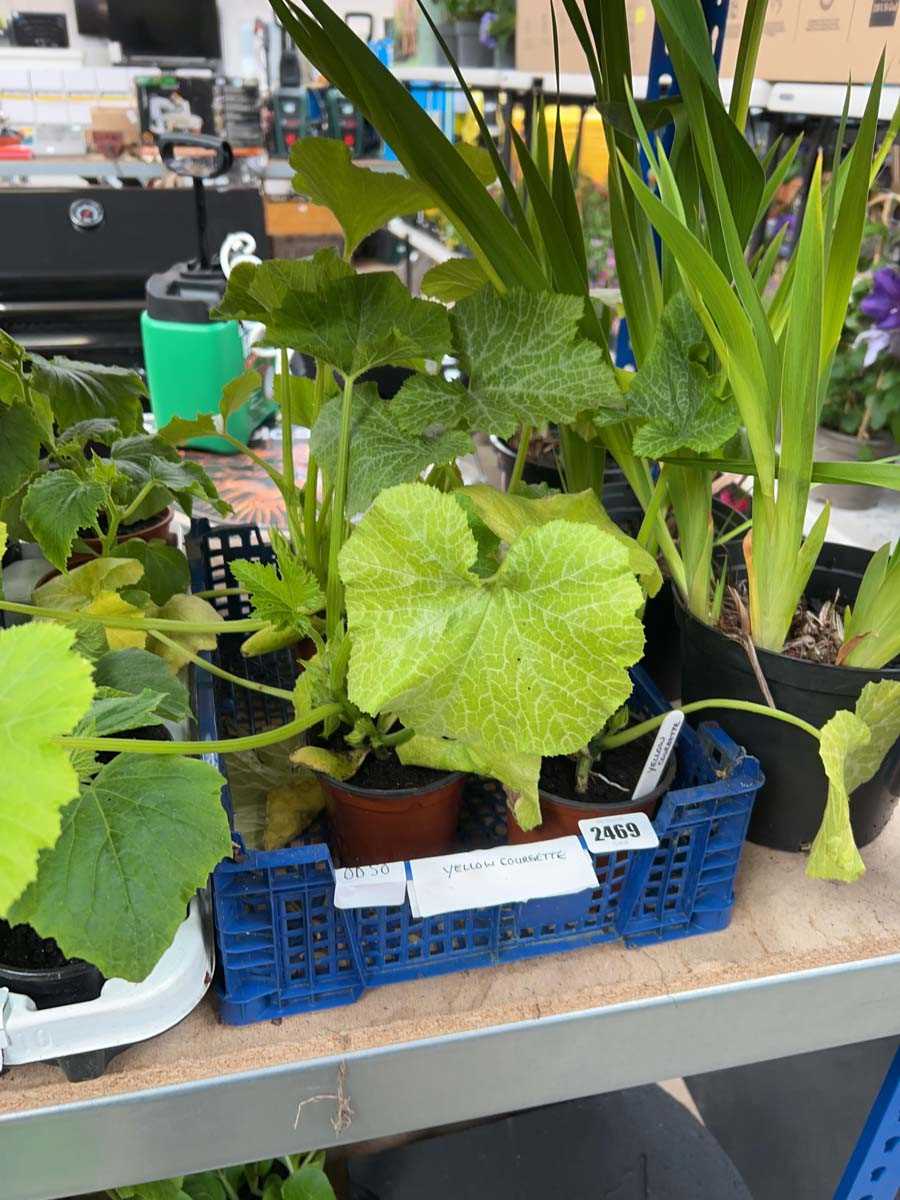 Lot 2469 - Tray of 4 large yellow courgette plants