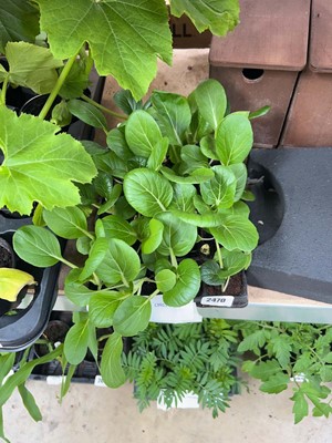 Lot Tray of 16 pak choi