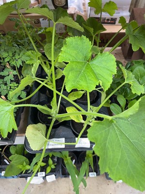 Lot Tray of 6 large Black Beauty courgette plants