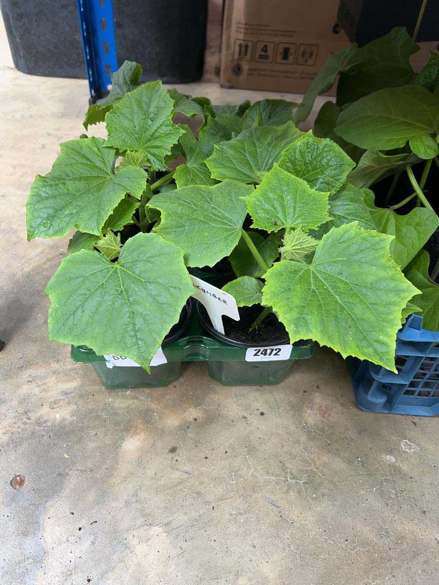 Lot 2472 - Tray of 6 cucumber plants