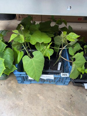 Lot 2 trays of 12 runner beans