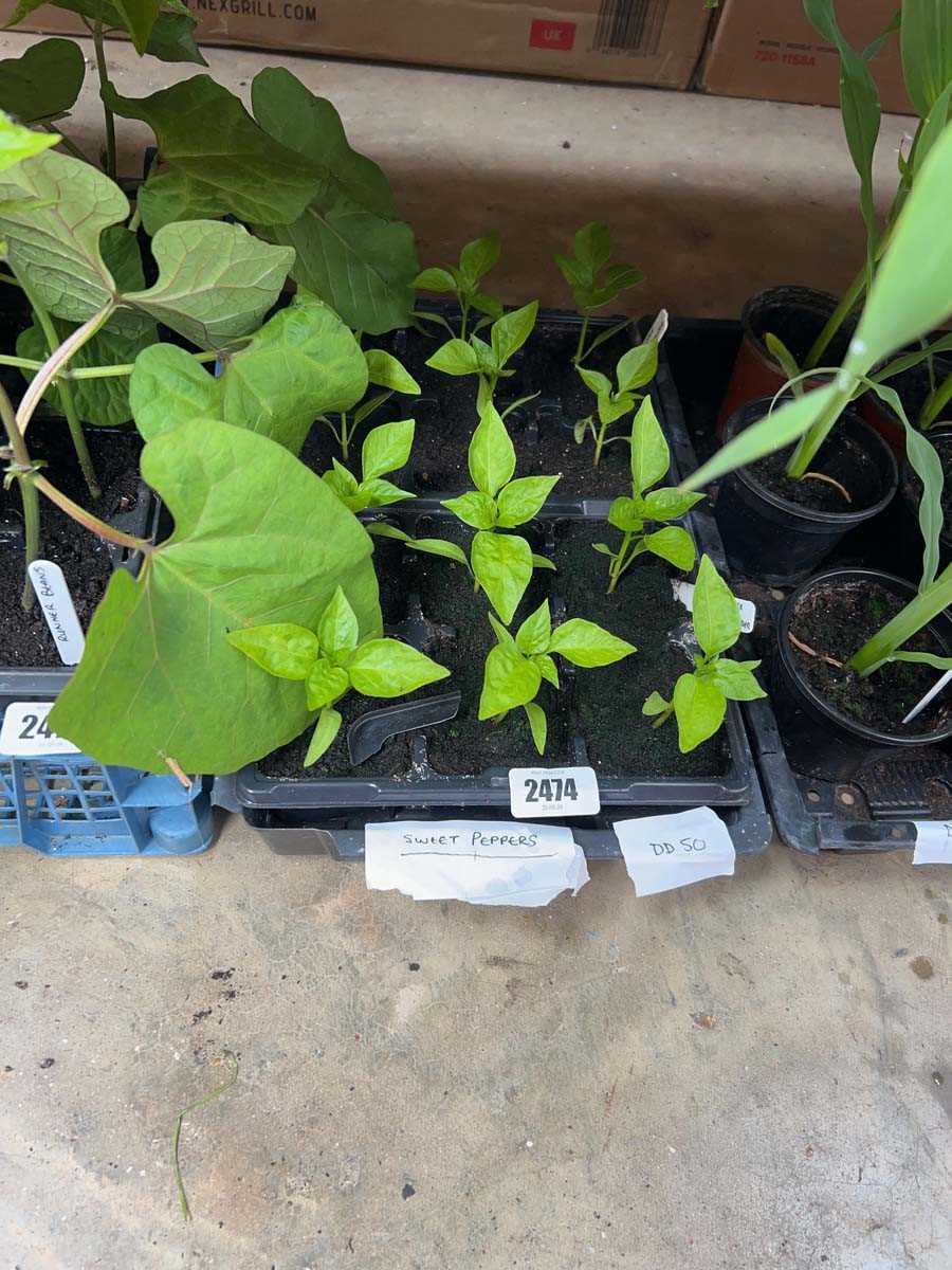 Lot 2474 - Tray of 12 sweet pepper plants