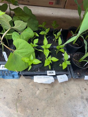 Lot Tray of 12 sweet pepper plants