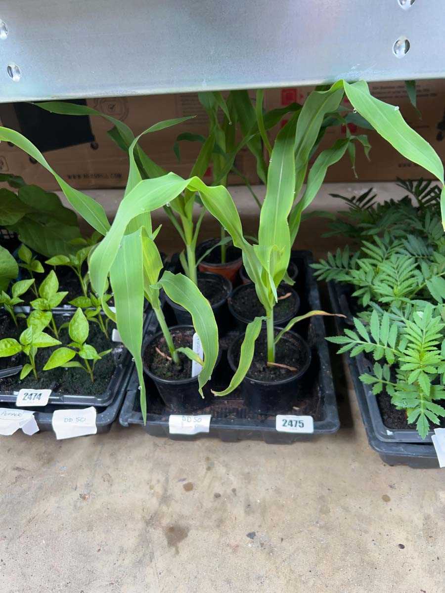 Lot 2475 - Tray containing 6 large sweetcorn plants