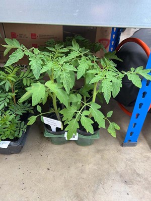 Lot Tray containing 6 large Sungold orange tomato...