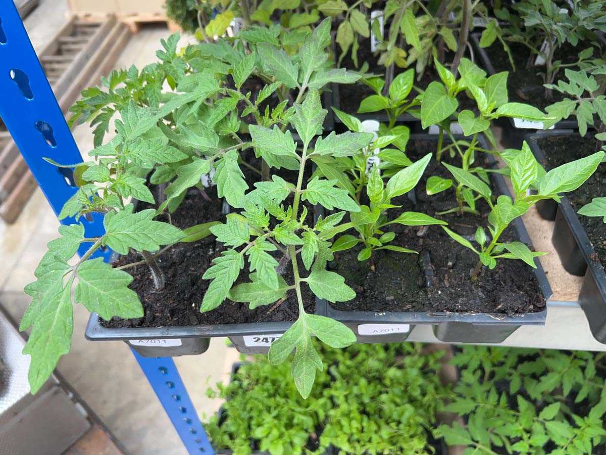 Lot 2477 - Tray of 6 Money Maker tomato plants with tray...