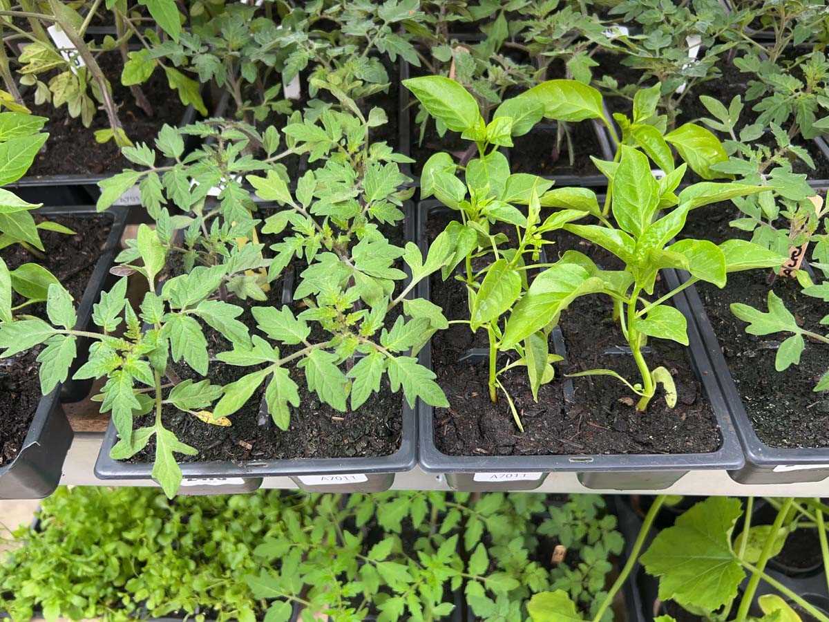 Lot 2478 - Tray of 6 Alicante tomato plants with tray of...