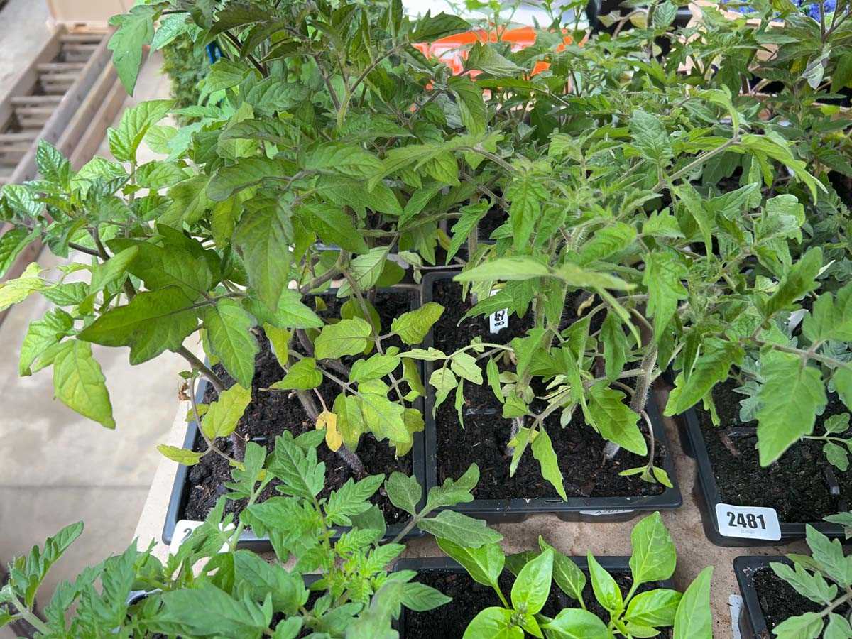 Lot 2479 - Tray of 6 Cherry tomato plants with tray of 6...