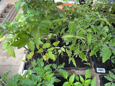 Lot Tray of 6 Cherry tomato plants with tray of 6...