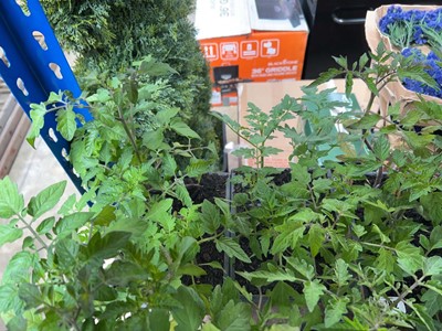 Lot Tray of 6 Cherry tomato plants with tray of 6...