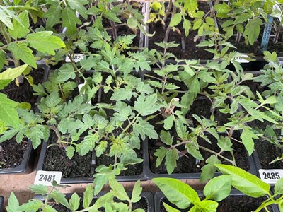 Lot Tray of 6 Tumbling Tom tomato plants with tray...