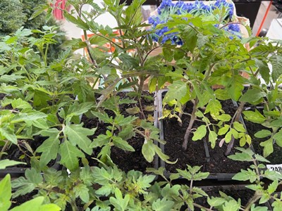Lot Tray of 6 Money Maker tomato plants with tray...