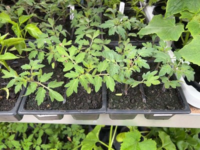 Lot Tray of 6 Alicante tomato plants with tray of...