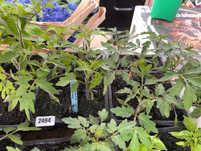 Lot Tray of 6 Golden Sunrise tomato plants with...