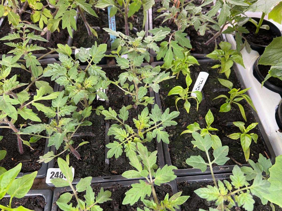 Lot 2485 - Tray of 6 Tumbling Tom tomato plants with tray...