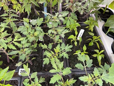 Lot Tray of 6 Tumbling Tom tomato plants with tray...