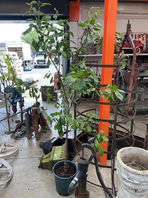 Lot Large potted plum fruit tree
