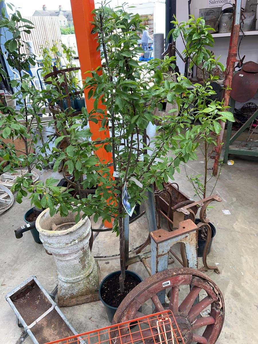 Lot 2487 - Large potted damson fruit tree