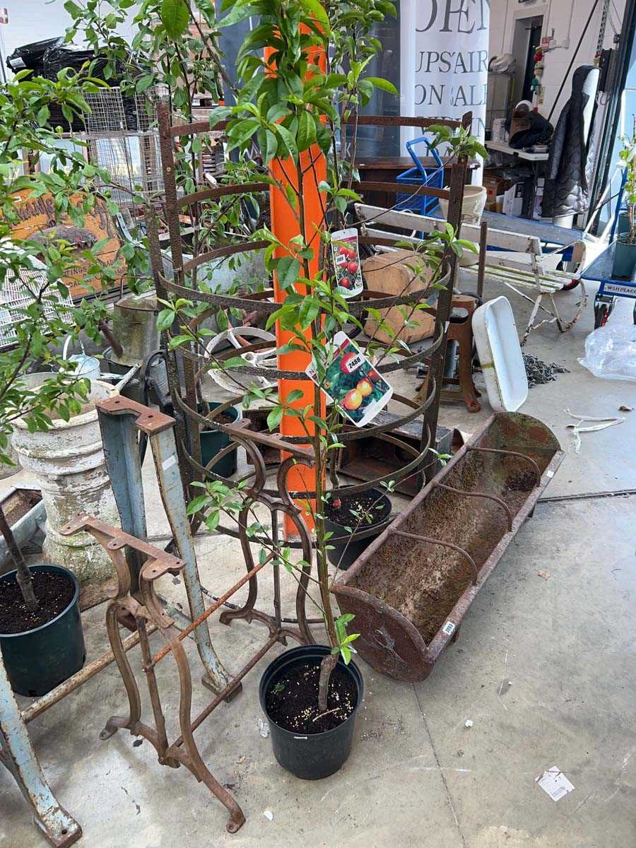 Lot 2488 - Large potted Lord Napier nectarine fruit tree