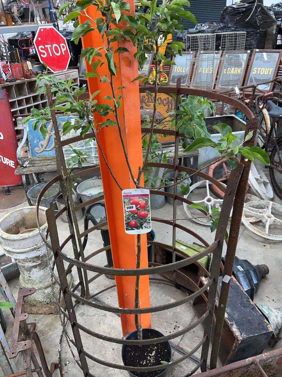 Lot 2489 - Large potted Discovery apple fruit tree