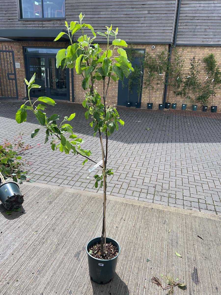 Lot 2490 - Large 12L potted Red Pippin apple fruit tree