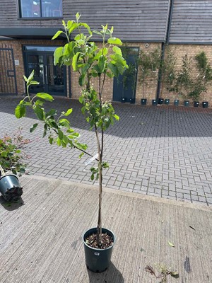 Lot Large 12L potted Red Pippin apple fruit tree