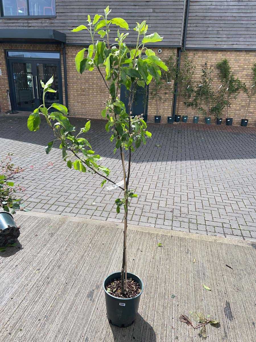 Lot 2491 - Large 12L potted Red Pippin apple fruit tree