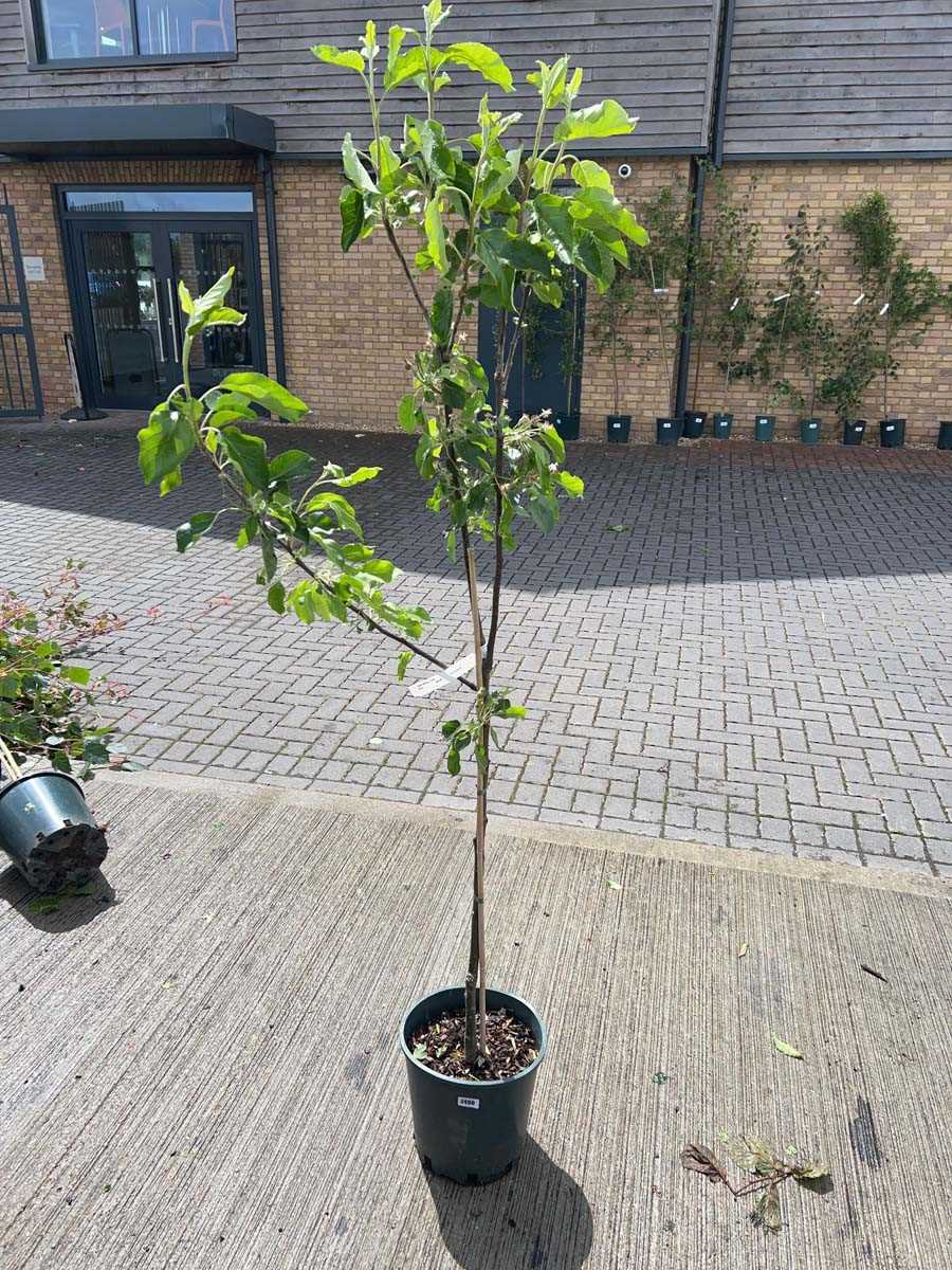 Lot 2492 - Large 12L potted Red Pippin apple fruit tree