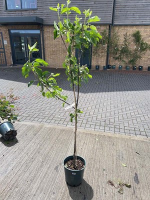 Lot Large 12L potted Red Pippin apple fruit tree