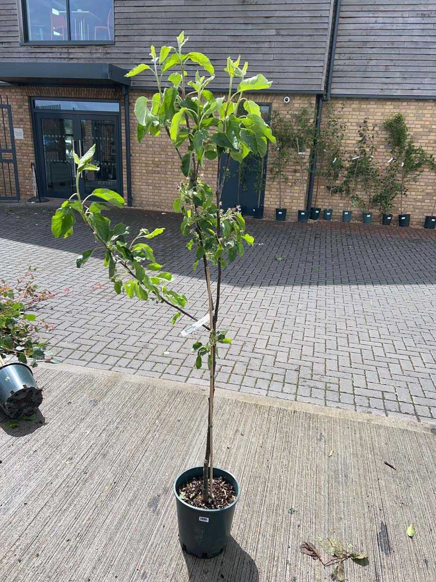 Lot 2493 - Large 12L potted Red Pippin apple fruit tree
