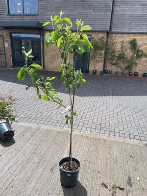 Lot Large 12L potted Red Pippin apple fruit tree